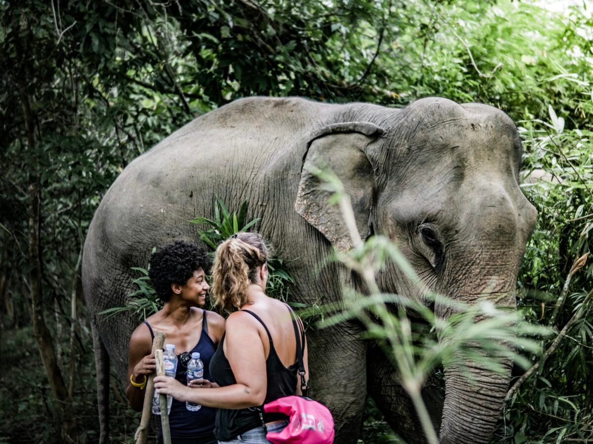 Sacred Valley Expedition: Ethical Elephant Trek in a Private Rainforest (Half-Day)